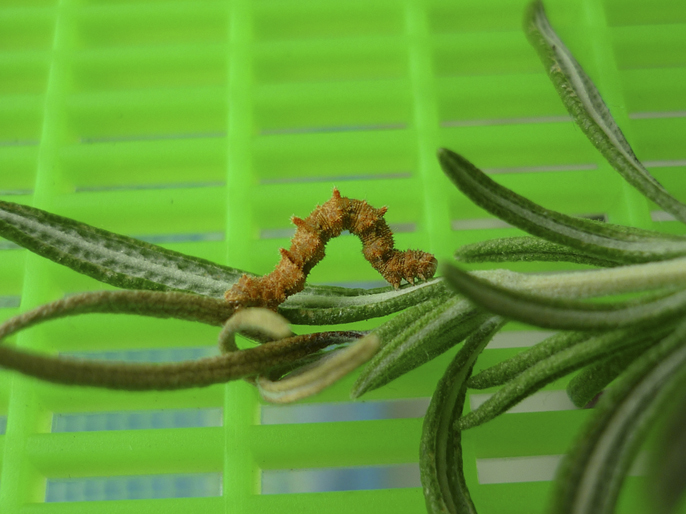 Domanda su Geometridi